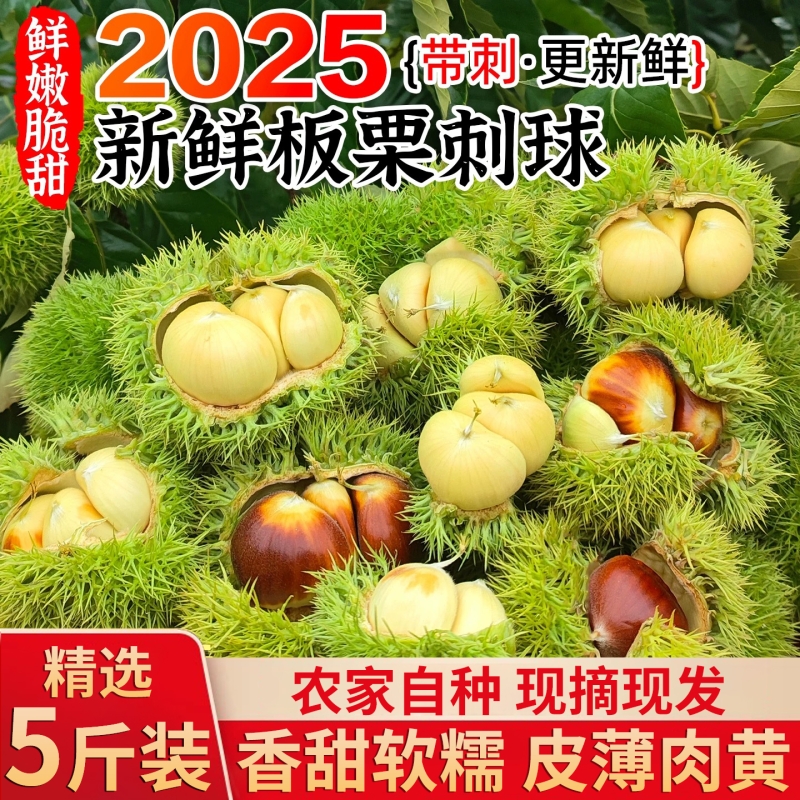 2025新货当季新鲜带壳嫩板栗刺球白皮生板栗子球油栗毛栗球刚下树