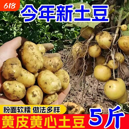 恩施小土豆农家自种现挖