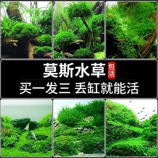 鱼缸莫斯水草造景水草慕斯片散装 球沉木大三角垂泪前景草专用生态