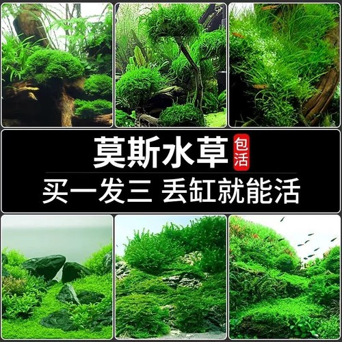 莫斯水草鱼缸造景前景慕斯片沉木
