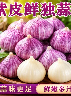 独头蒜紫皮2026年农家红皮鲜蒜独蒜新大蒜新鲜现挖湿蒜蔬菜非干蒜