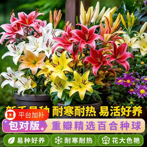 百合花庭院阳台盆栽花卉耐寒耐热
