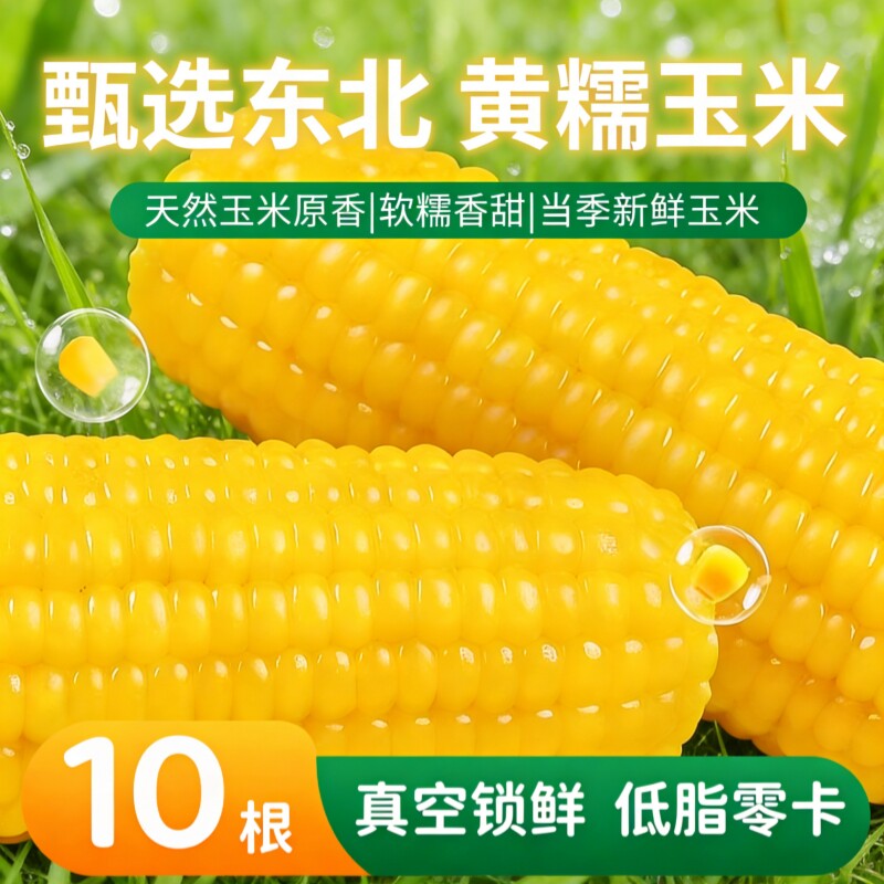 东北黄糯玉米甜嫩真空包装新玉米粘糯新鲜玉米棒苞米非即食现摘
