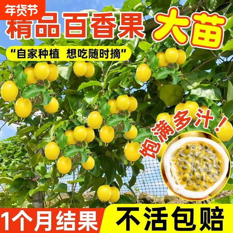 特大百香果苗钦蜜9号黄金百香果树广西嫁接苗四季盆栽种植结果,鲜花速递/花卉仿真/绿植园艺,果树,淘宝优惠券,粉丝福利购,淘宝优惠卷