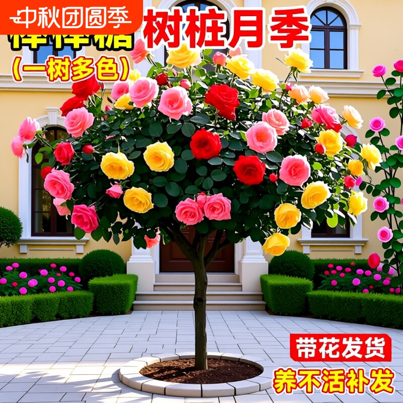 月季花苗特大|超1000次加购图片