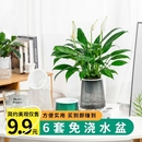 绿萝月季 免浇水花盆自吸水懒人网红新款 加仑盆塑料阳台兰花多肉盆