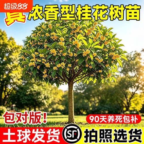 桂花树苗大树四季桂老桩庭院金桂八月桂室外种植别墅地栽花卉绿植