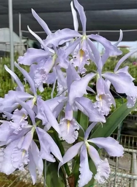 三色蓝月光花卉绿植蓝色妖怪蓝网色谱野花月光蓝大花百色蓝焰