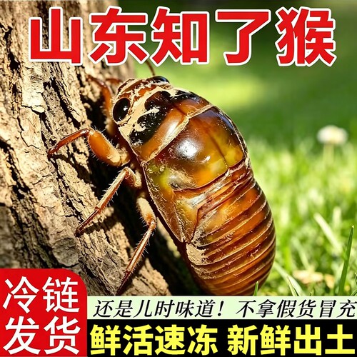 知了猴冷冻蝉蛹大号|112人收藏