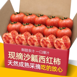 正宗高山种植自然熟沙瓤水果西红柿新鲜蔬菜农家普罗旺斯小番茄