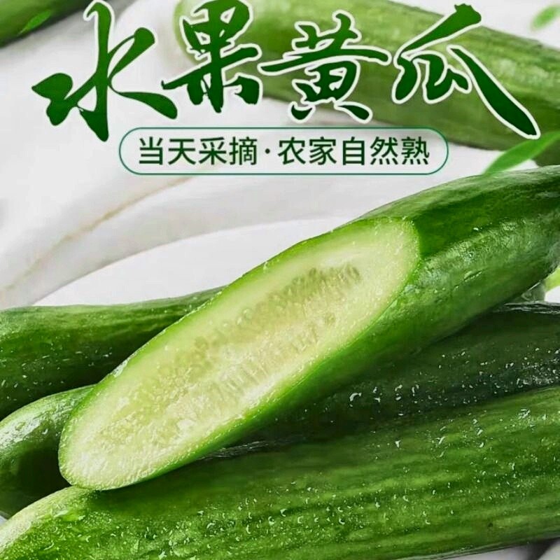 新鲜现摘水果小黄瓜嫩青瓜生吃蘸酱脆甜无刺小青瓜香脆新鲜采摘