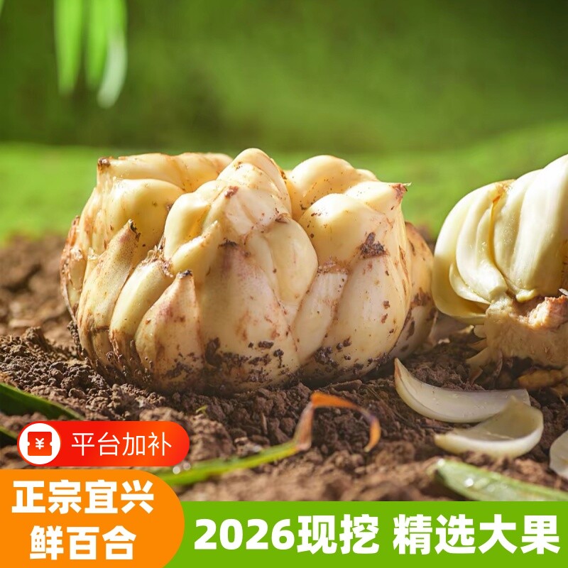 宜兴新鲜百合现挖特产食用大百合微苦软糯农家煲汤煲粥食材无硫