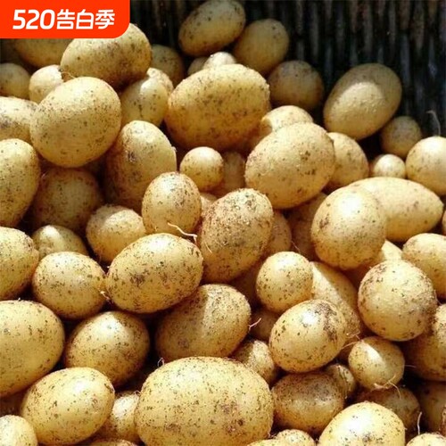 今年当季新土豆现挖贵州新鲜