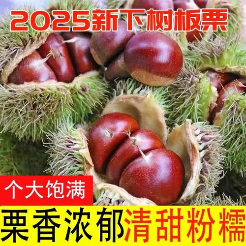 2025新货新鲜板栗子高山农家板栗毛栗子鲜板栗生板栗现摘当季好吃