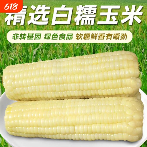 新鲜甜糯玉米白糯玉米新鲜糯玉米棒真空装包装白甜糯黏玉米非即食