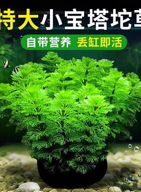 小宝塔大坨水草鱼缸造景净水增氧