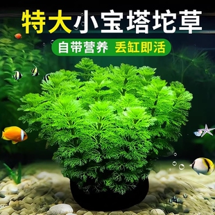 小宝塔大坨草水草鱼缸造景阴性植物真草新手淡水绿菊蜈蚣净水增氧