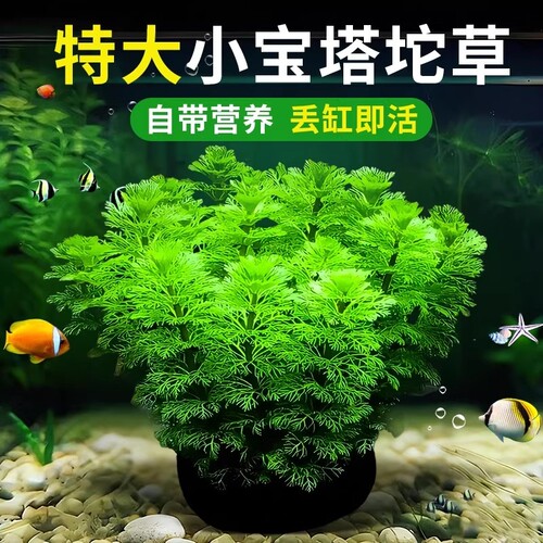 小宝塔大坨水草鱼缸造景净水增氧