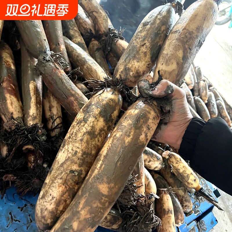 正宗洪湖莲藕新鲜现挖糯米藕煲汤粉糯炖汤湖北特产九孔粉藕