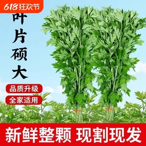 新鲜艾草整棵带杆挂门上家用驱蚊非泡脚洗头泡澡艾端午节艾叶花束