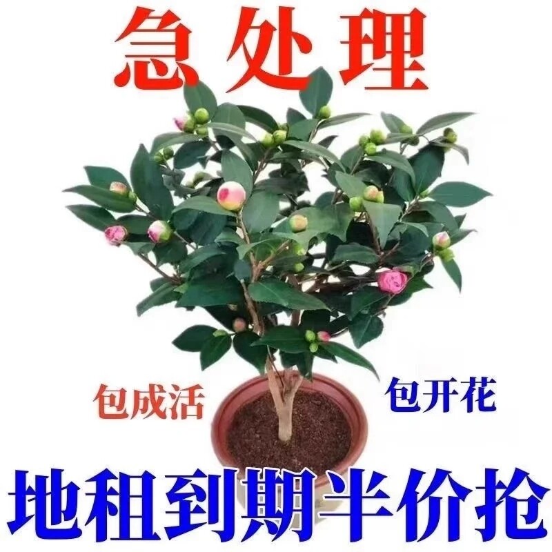 新品种茶花盆栽|超3000次加购