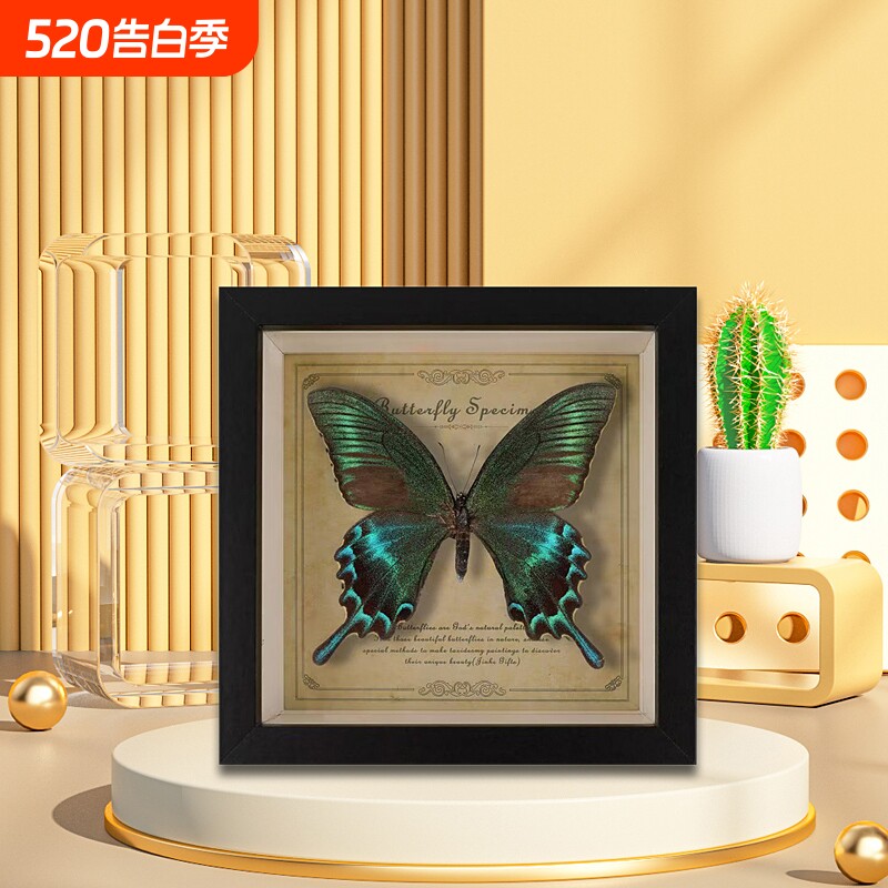 罕见蝴蝶标本摆件展示框相框艺术品装饰画教师礼物成品真蝴蝶原蝶