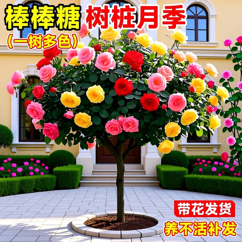 月季花苗特大|超1000次加购图片