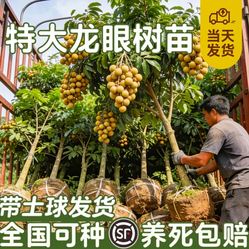 【当年结果】特级龙眼树苗