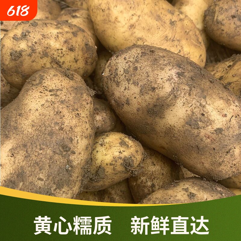 【2026新薯】新土豆农家直采现挖黄心土豆迷你软糯高山自种皮薄