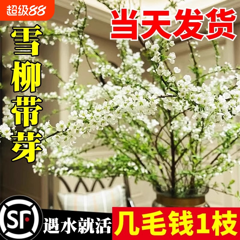 雪柳鲜枝干支带花苞水培植物室内