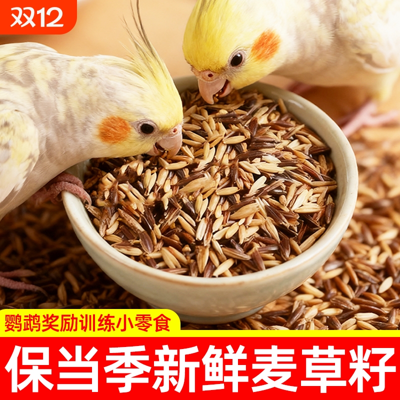 白玉麦黑金麦双拼鹦鹉零食双色麦草籽训练奖励虎皮牡丹专用鸟粮食