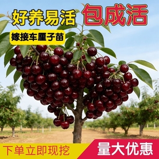 四川车厘子大樱桃树苖北南方种植樱桃苗树水果树果苗耐寒大果嫁接