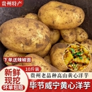 贵州六盘水黄皮土豆黄心沙面粉糯新鲜现挖带泥马铃薯现发洋芋