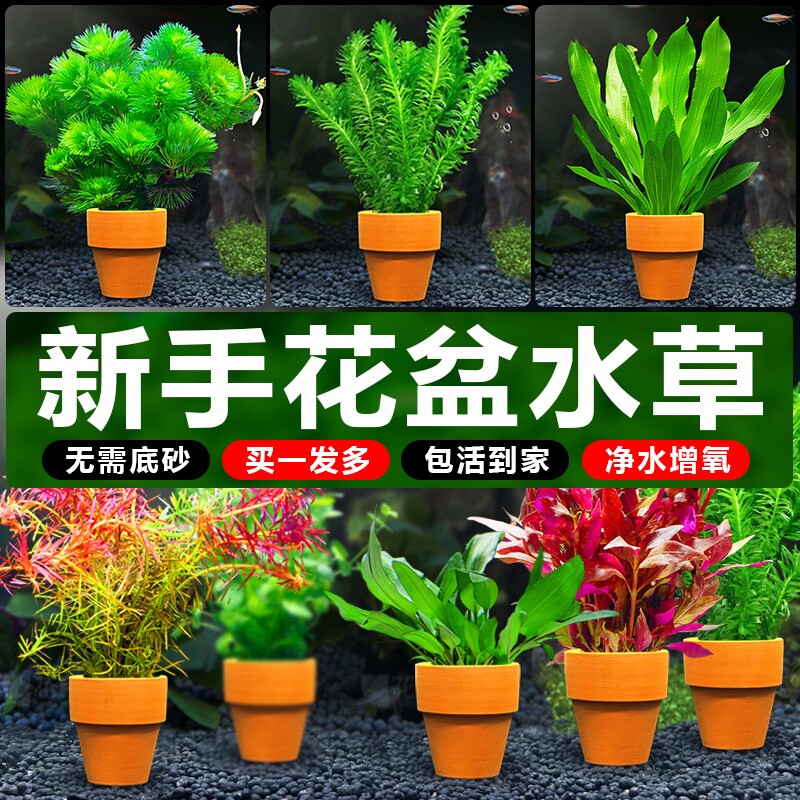 鱼缸水草小花盆定植造景专用绿菊水培真草装饰水草植物增氧沉底