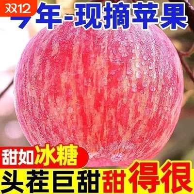 正宗甘肃秦安红富士苹果超甜多汁应季新鲜水果孕妇静宁红富士彩箱