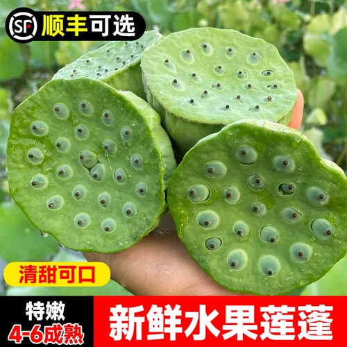 新鲜水果莲蓬！现摘生吃甜嫩莲子