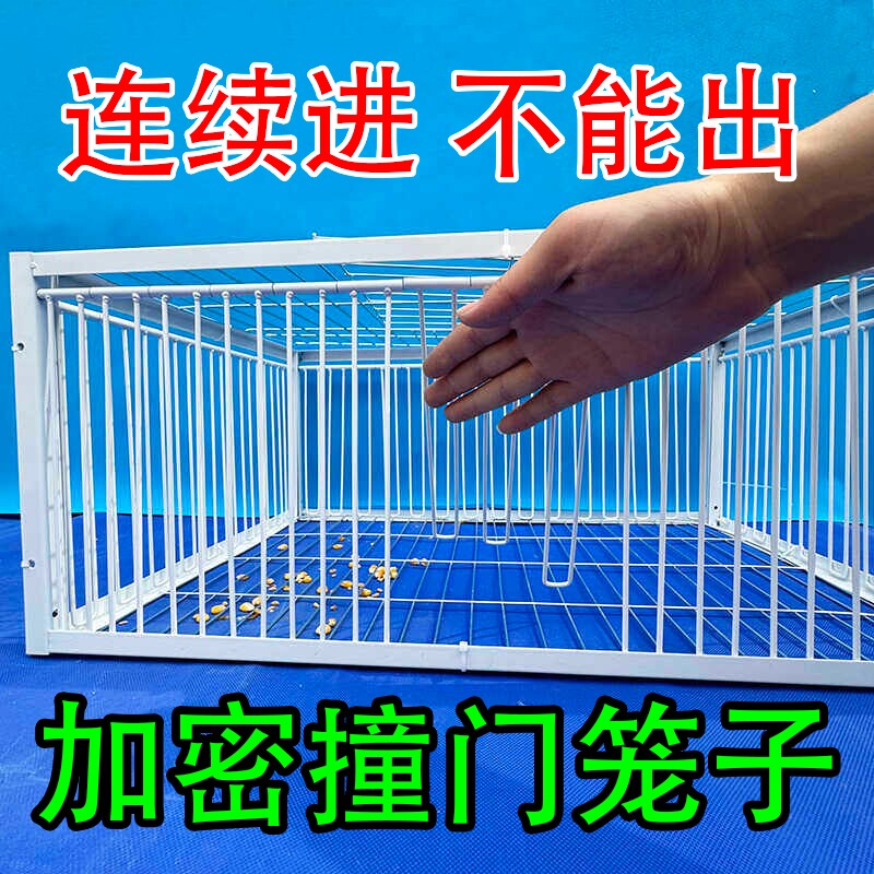 天落笼只进不出养殖场捕鸽子专用陷阱笼加厚加密室户外捉鸽子神器