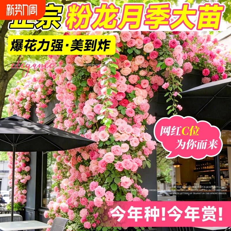 特大蔷薇花苗爬藤月季植物四季开花庭院爬墙藤本室外花卉盆栽花园