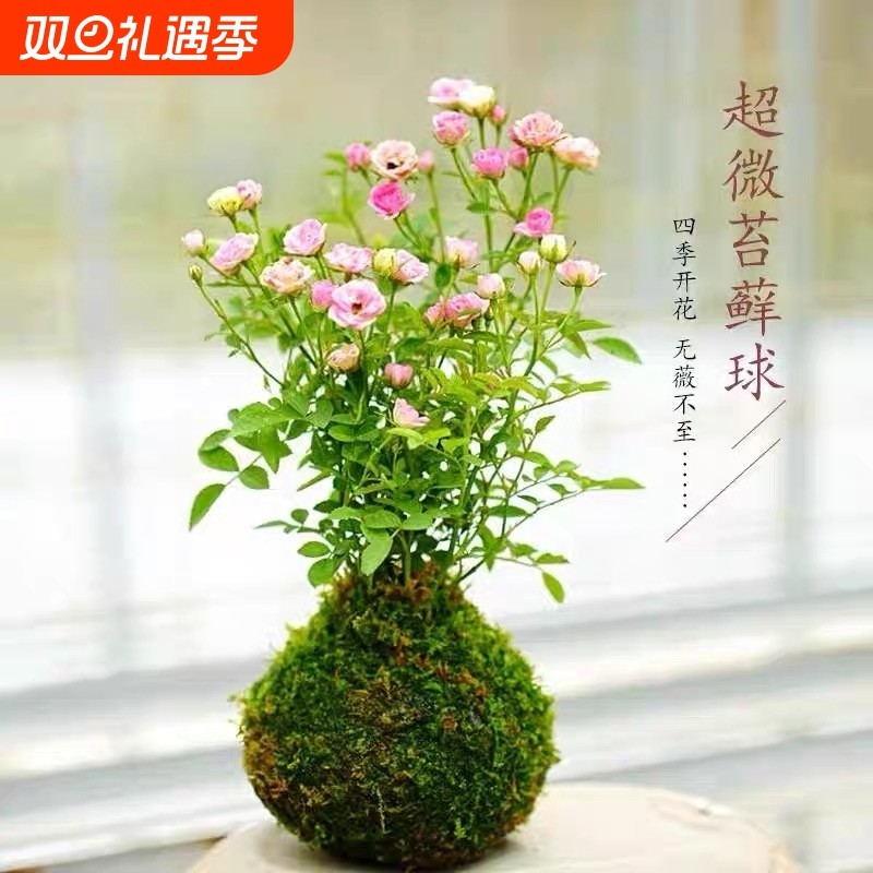 带花苞四季开花迷你超微型苔藓球水培姬月季办公桌面鲜花绿植花卉