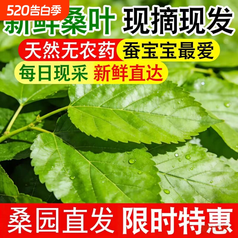 现摘新鲜桑叶桑蚕叶嫩桑树叶蚕宝宝蚁蚕大蚕小蚕春蚕养蚕喂蚕饲料