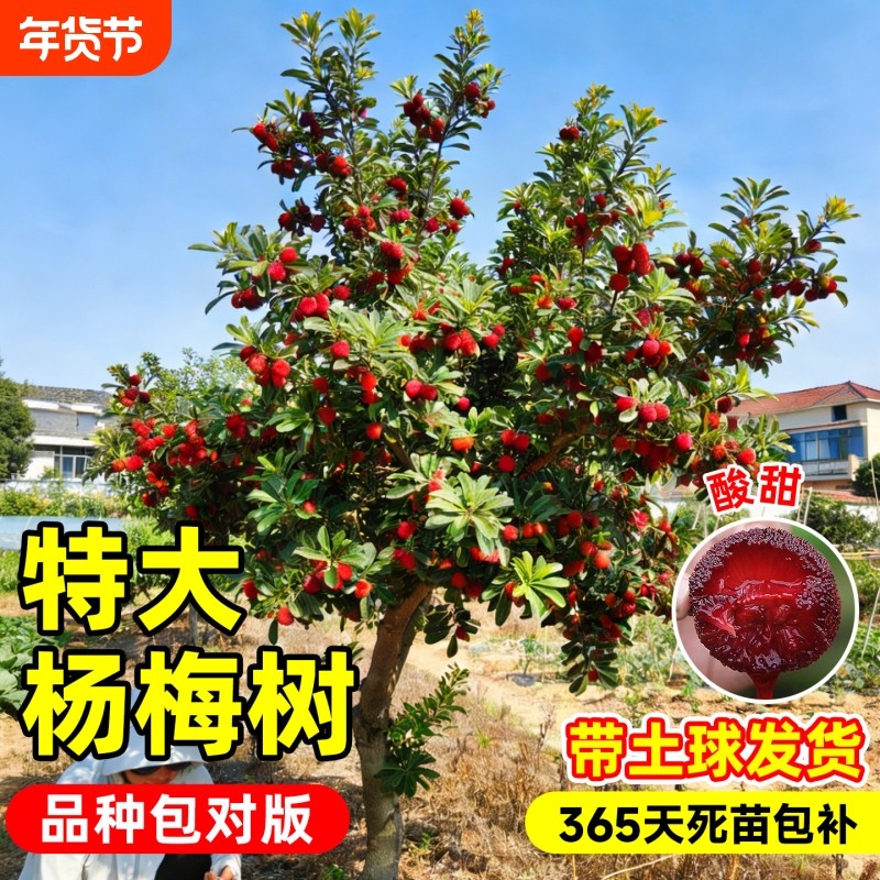 东魁杨梅树苗嫁接正品特大果当年结果庭院盆栽地栽耐寒果苗种植,鲜花速递/花卉仿真/绿植园艺,果树,淘宝优惠券,粉丝福利购,淘宝优惠卷