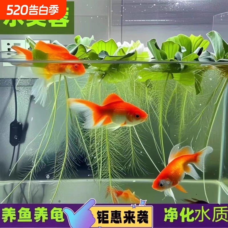 养鱼造景水芙蓉浮萍水草植物鱼缸专用和鱼龟共养净化水质绿植淡水