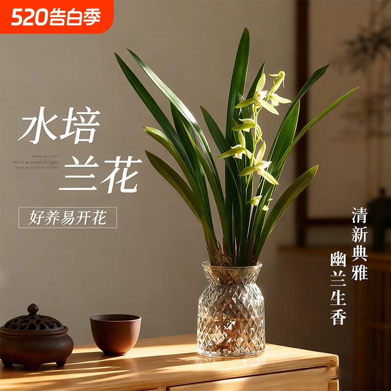 名贵水培香水兰花苗四季好养开花室内花卉盆栽绿植物水兰小苍兰