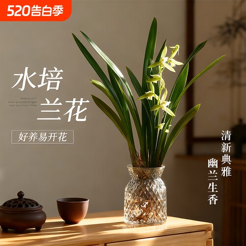 水培香水兰花苗|超8000次加购