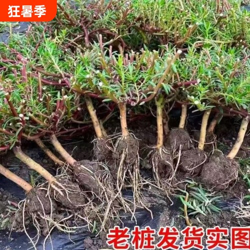 重瓣太阳花老桩牡丹玫红紫玫红王素材花苗带根带土带花苞盆景造型