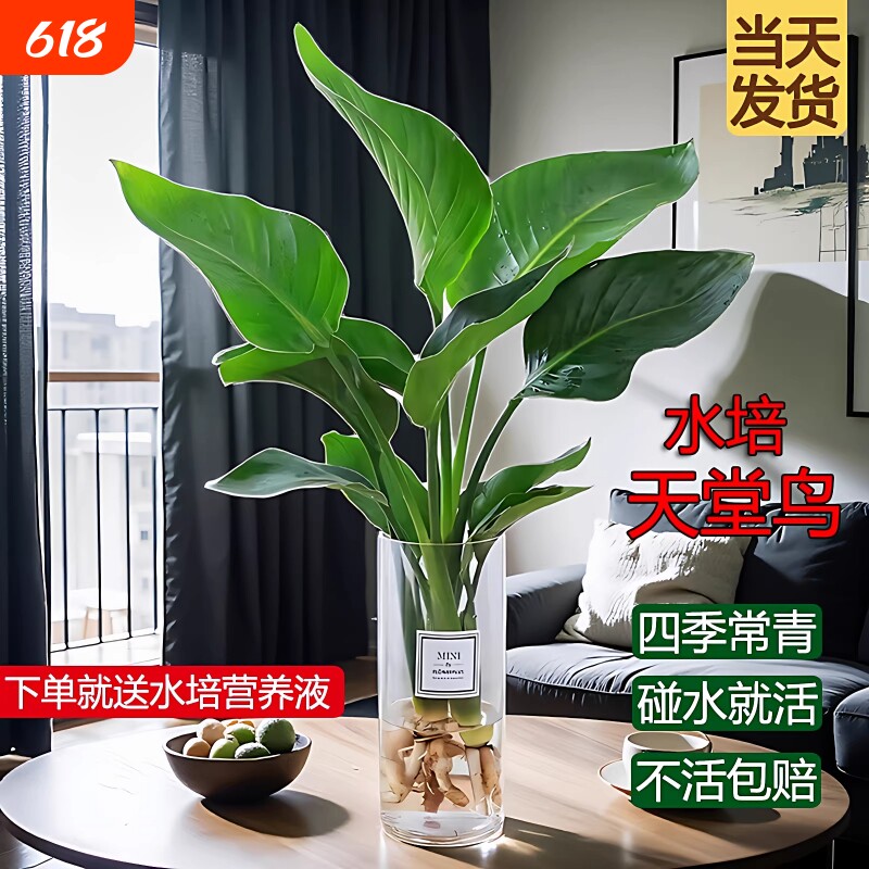 水培天堂鸟盆栽花卉植物室内客厅绿植桌面鹤望兰四季好养活吸甲醛