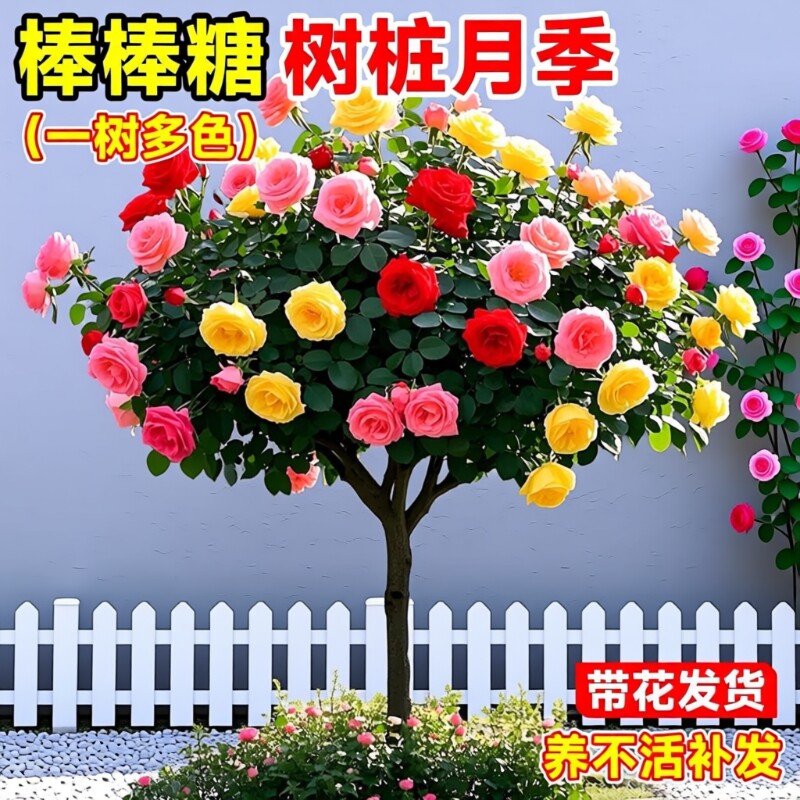 棒棒糖树桩月季花苗特大四季花卉老桩玫瑰花树苗开花阳台果汁彩虹