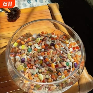 已消毒 不染色 25种铺鱼缸专用贝壳海螺收藏标本diy 真贝壳