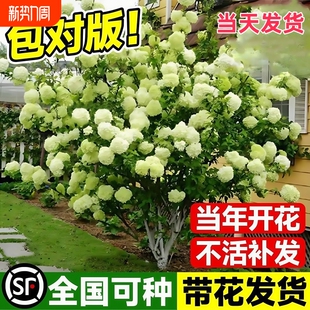 中华木绣球树苗木秀斗球白麻球苗庭院别墅耐寒盆栽风景树绣球花苗