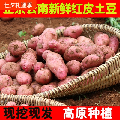 土豆云南特产高山红应季新鲜红皮黄心老品种高原产地直达现挖